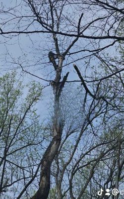 The Best Tree service in Md (10)