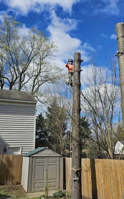 The Best Tree service in Md (11)
