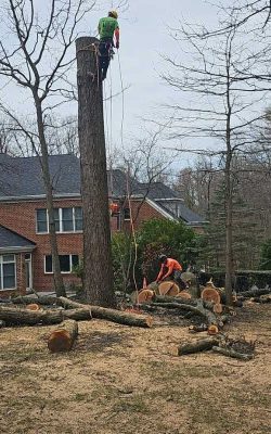 The Best Tree service in Md (13)