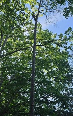 The Best Tree service in Md (2)