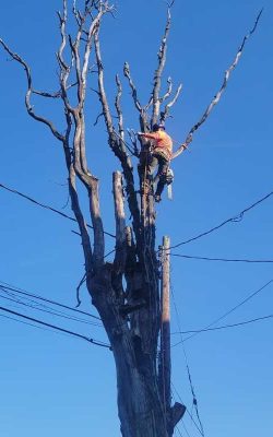 The Best Tree service in Md (5)