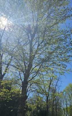 The Best Tree service in Md (9)